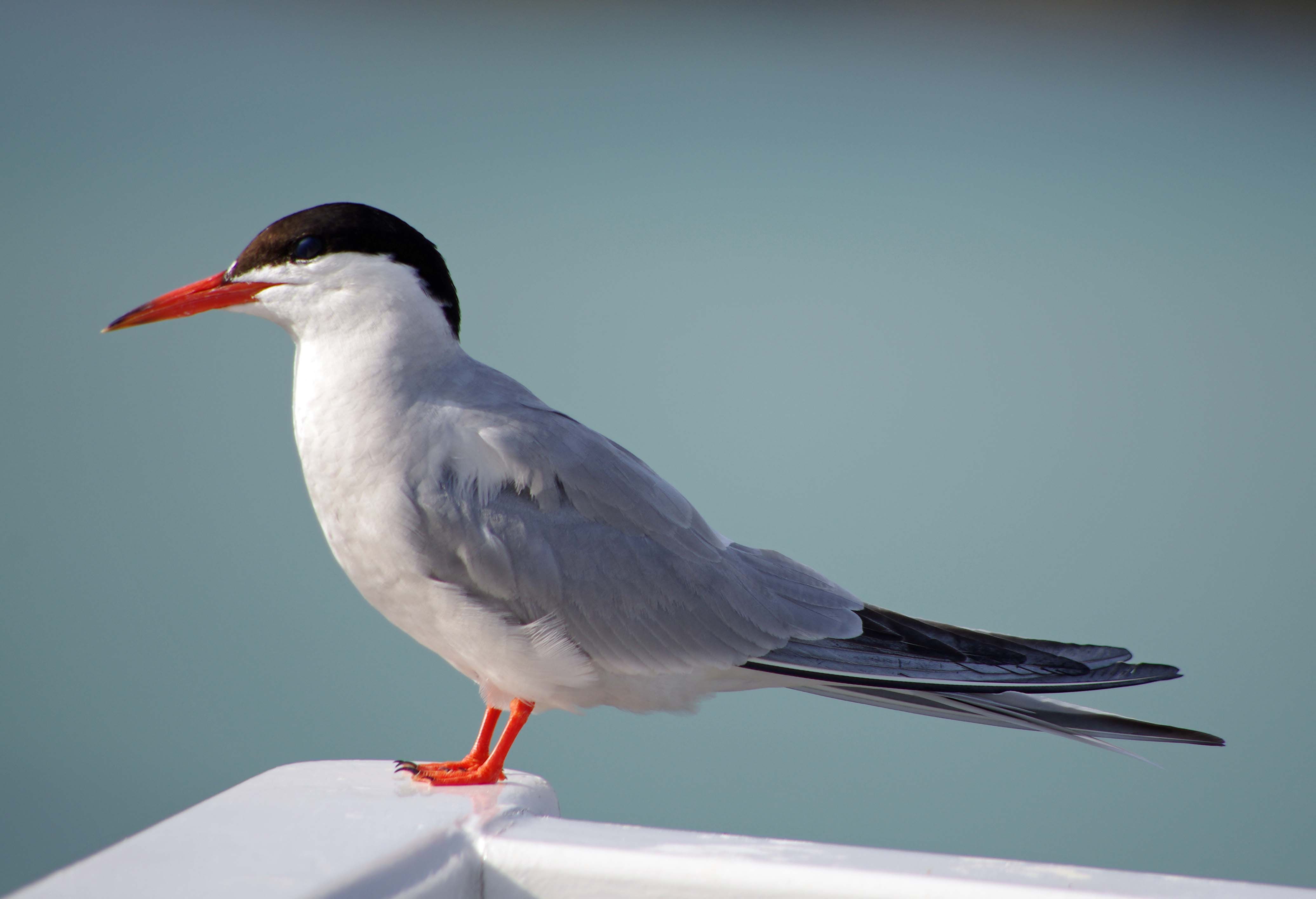 Common tern d
